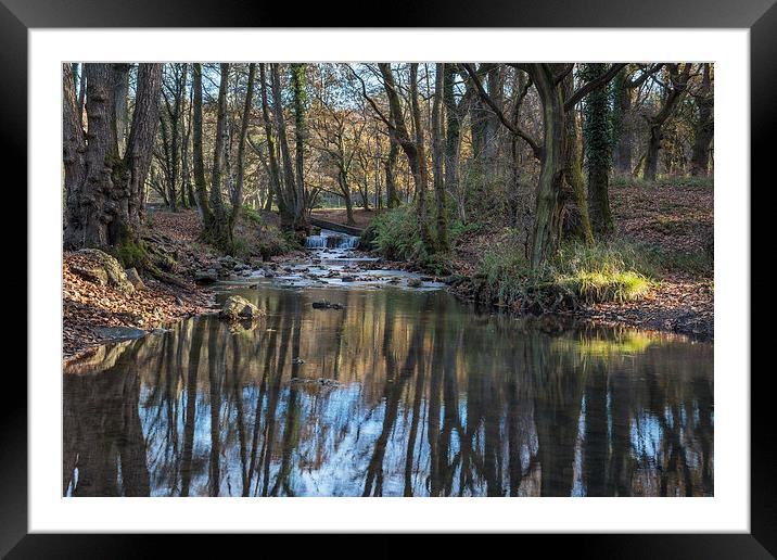 Cannop Brook - 2 Framed Mounted Print by David Tinsley