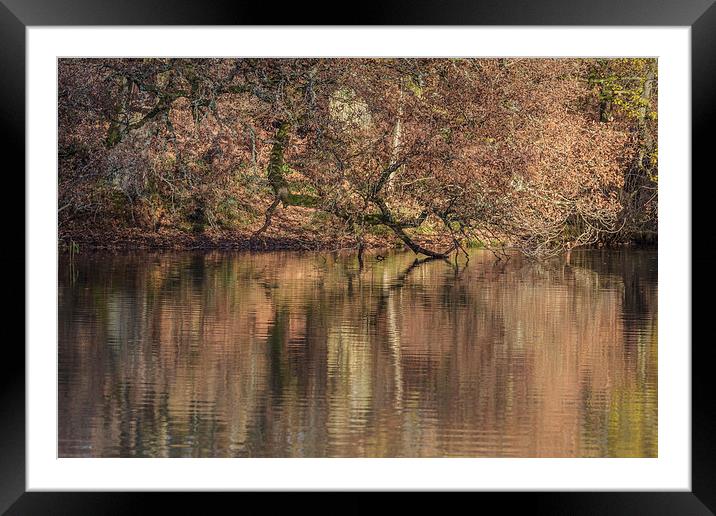Old Oak Reflections Framed Mounted Print by David Tinsley