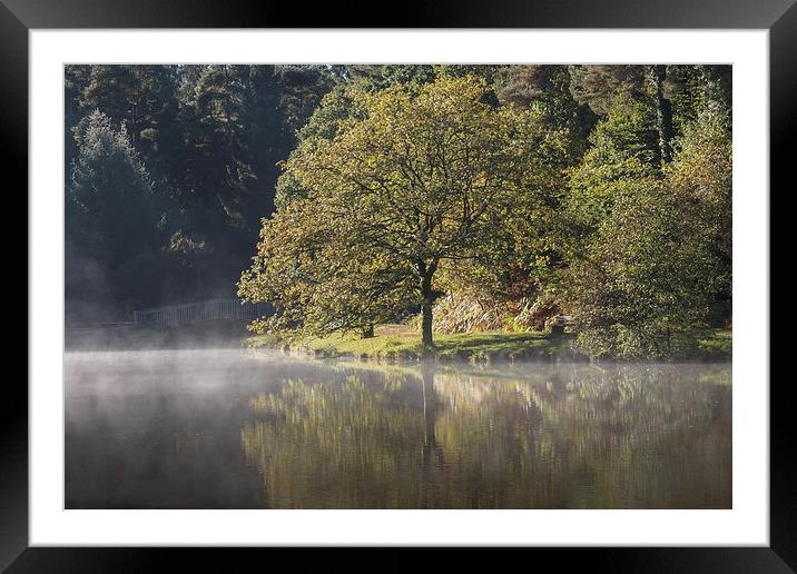 Misty Mallards Pike - 1 Framed Mounted Print by David Tinsley