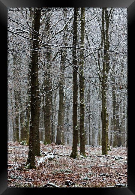 First Snow Framed Print by David Tinsley