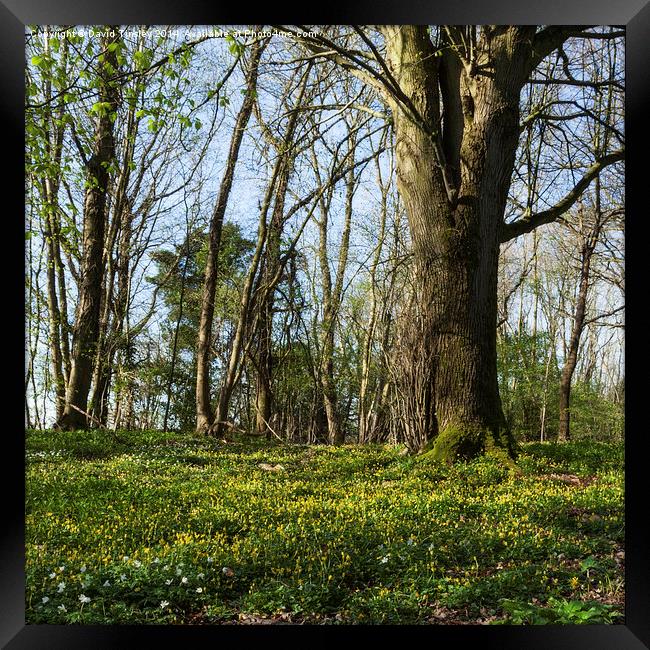 Beneath the Beech Framed Print by David Tinsley