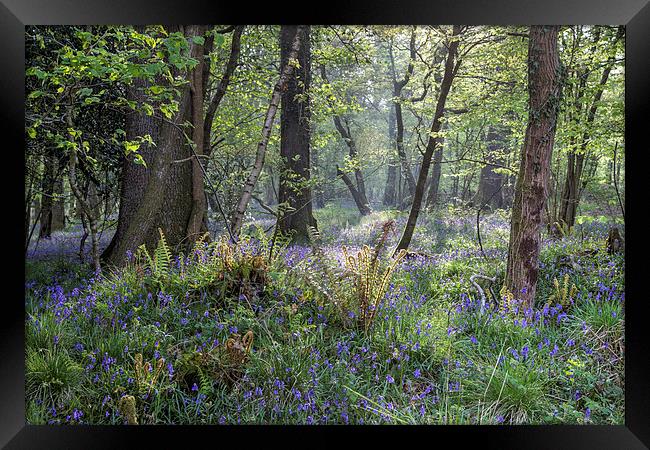 Spring Glade Framed Print by David Tinsley