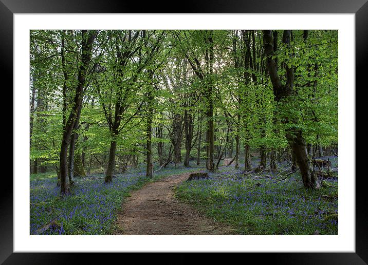 Forest Trail Framed Mounted Print by David Tinsley