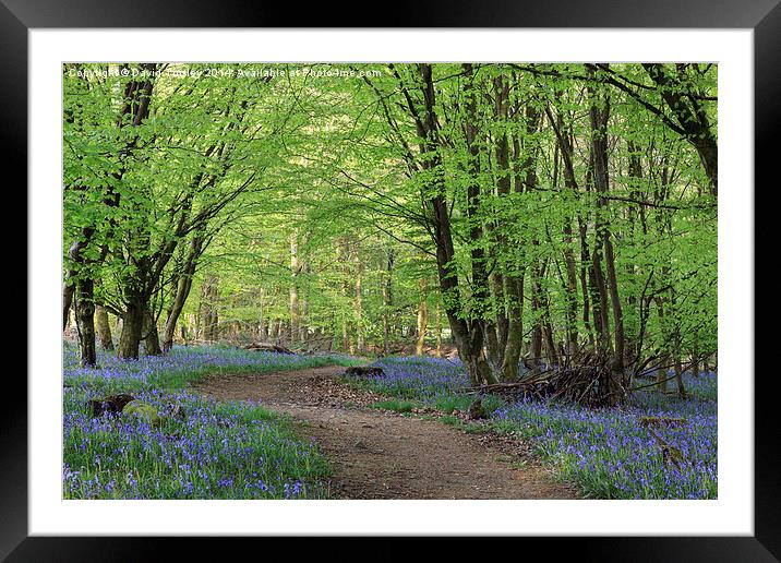 Beech and Bluebell Walk Framed Mounted Print by David Tinsley
