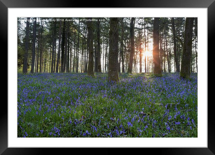 Sunlit Bluebell Woods Framed Mounted Print by David Tinsley