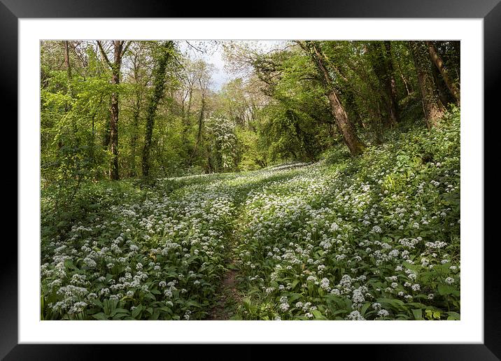 Path through the Wild Garlic Framed Mounted Print by David Tinsley