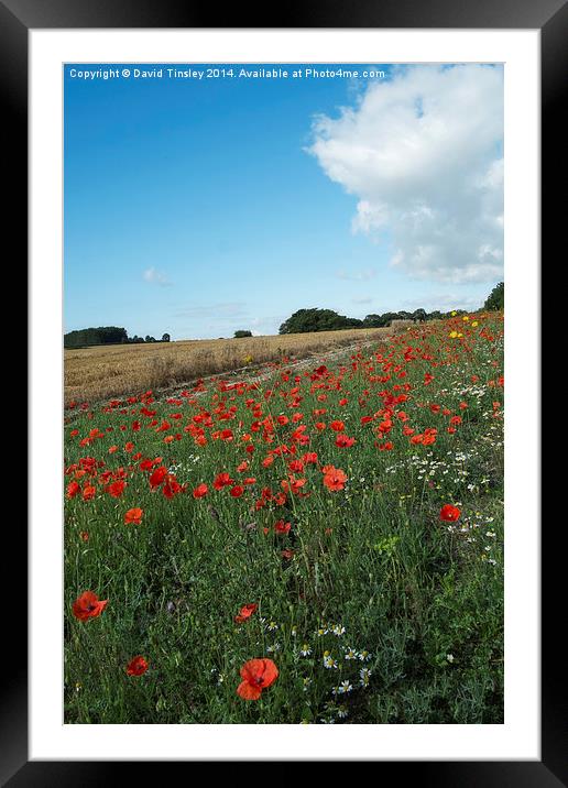  Cornfield Poppies  Framed Mounted Print by David Tinsley