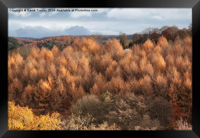  Autumn Larch Framed Print by David Tinsley