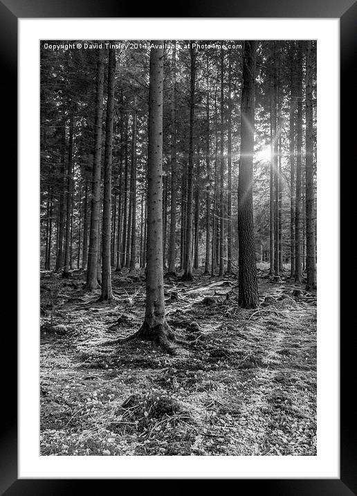 Spruce Sunbeams Framed Mounted Print by David Tinsley