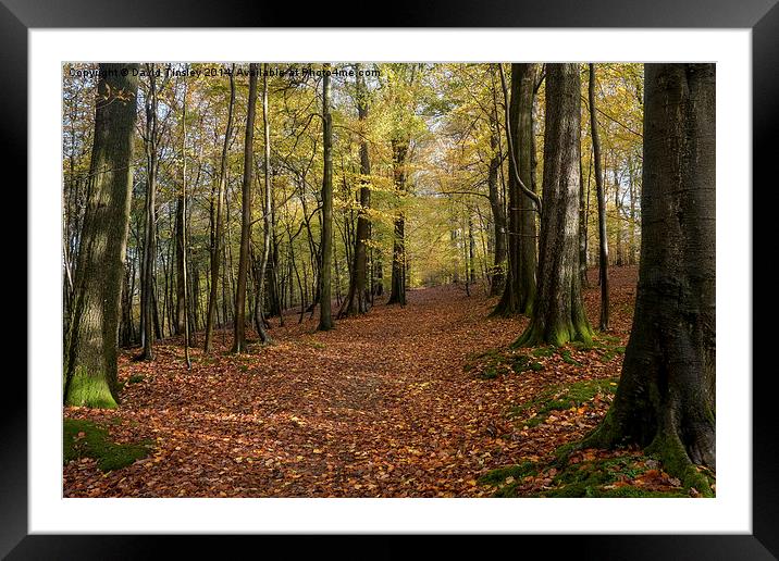  Autumn Woodland Walk Framed Mounted Print by David Tinsley
