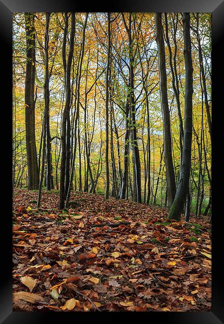  Autumn Beech Leaves  Framed Print by David Tinsley