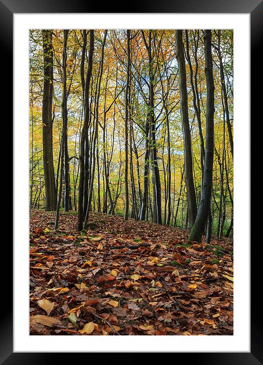  Autumn Beech Leaves  Framed Mounted Print by David Tinsley