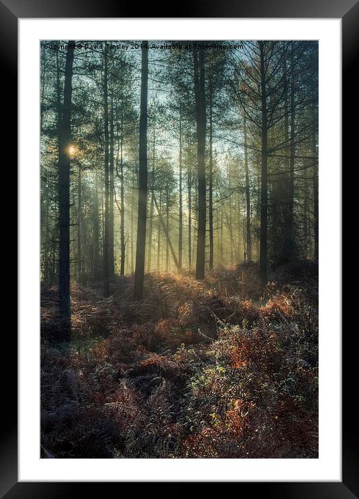  Misty Winter Woodland - I Framed Mounted Print by David Tinsley