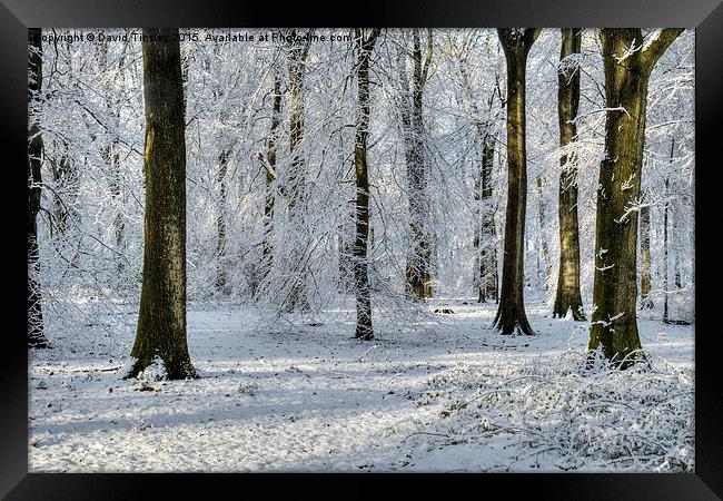  Snowy Beech Woods Framed Print by David Tinsley
