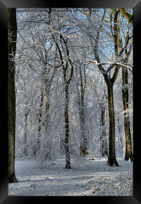  Snowy Beech Woods - II Framed Print by David Tinsley