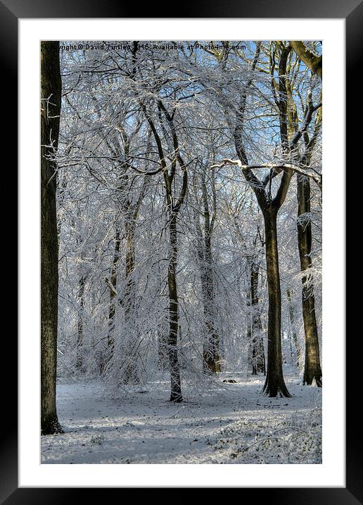  Snowy Beech Woods - II Framed Mounted Print by David Tinsley