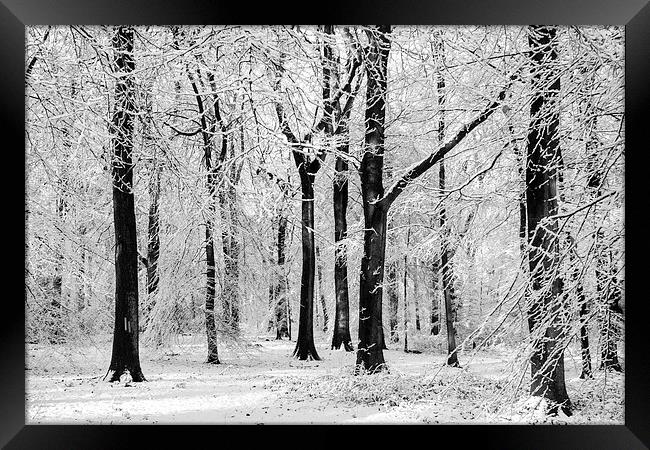  Snowy Beech Trees Framed Print by David Tinsley