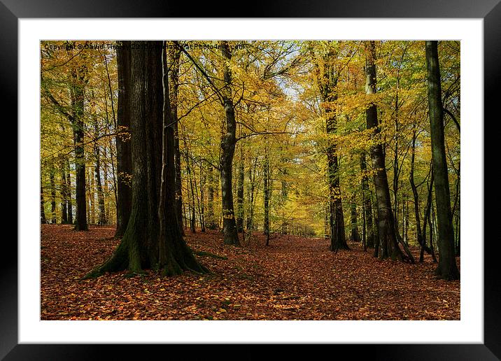  Autumn Dean Framed Mounted Print by David Tinsley