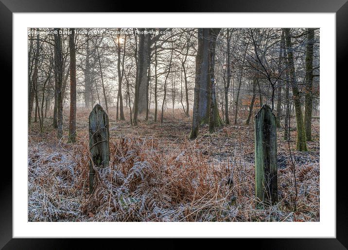  Misty Forest Sunrise Framed Mounted Print by David Tinsley