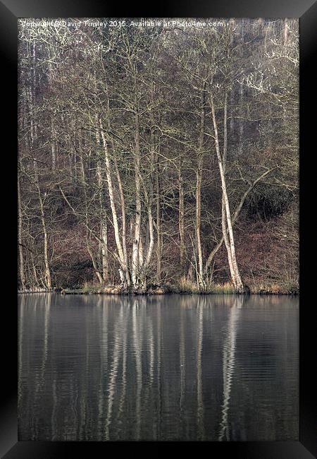   Winter at Cannop Ponds Framed Print by David Tinsley