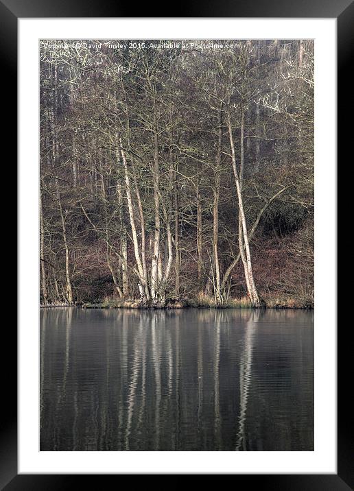   Winter at Cannop Ponds Framed Mounted Print by David Tinsley