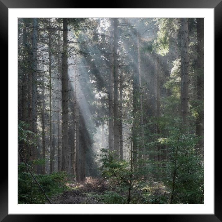  Spruce Wood Sunbeams Framed Mounted Print by David Tinsley