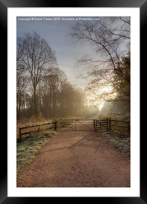  Spruce Ride Sunrise Framed Mounted Print by David Tinsley