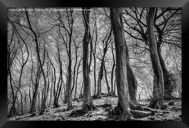 Twisted Beech  Framed Print by David Tinsley