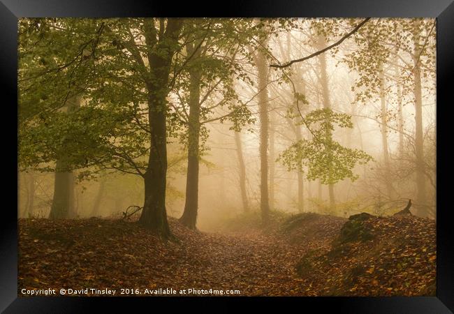 Alone in the Mist Framed Print by David Tinsley