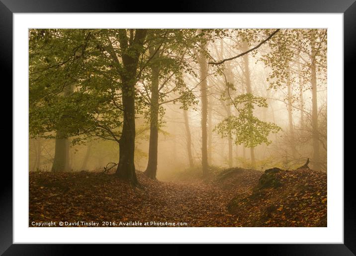 Alone in the Mist Framed Mounted Print by David Tinsley