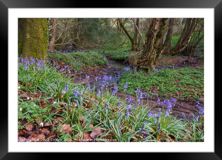 Bluebells by the Brook Framed Mounted Print by David Tinsley