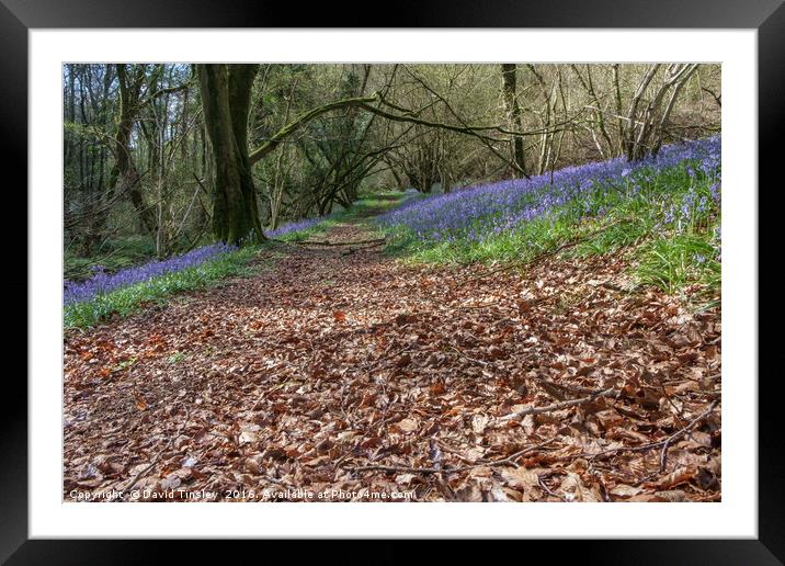 Bluebells and Beech Leaves Framed Mounted Print by David Tinsley
