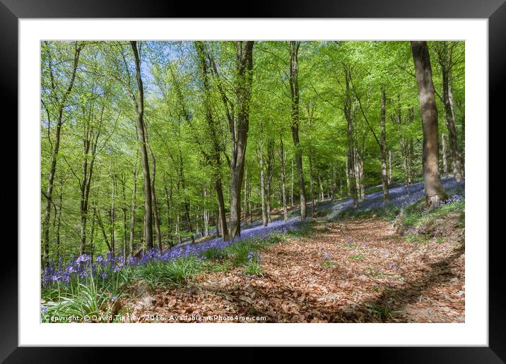 Down the Bluebell Path Framed Mounted Print by David Tinsley