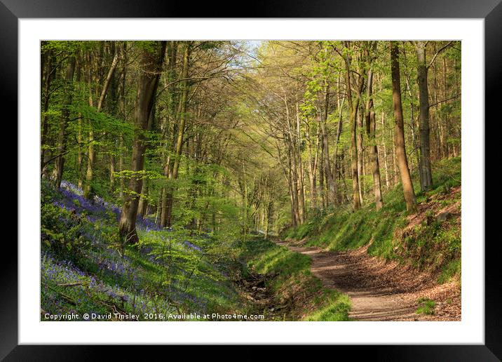 Bluebell Footpath Framed Mounted Print by David Tinsley