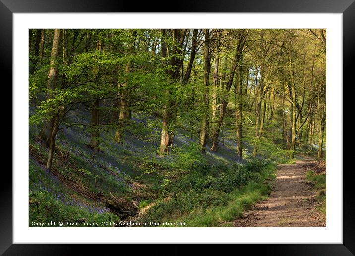 Bluebell Footpath II Framed Mounted Print by David Tinsley