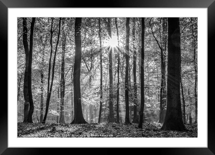 Beech Wood Sunrise Framed Mounted Print by David Tinsley