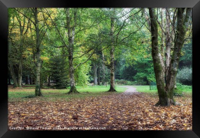 A Walk in the Park Framed Print by David Tinsley