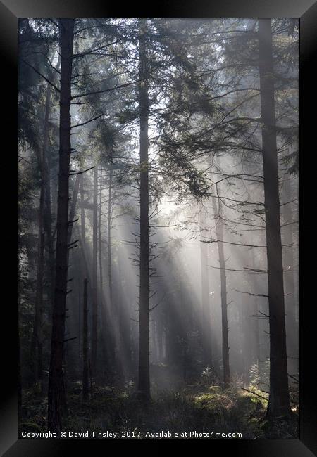 Illuminated Forest Framed Print by David Tinsley