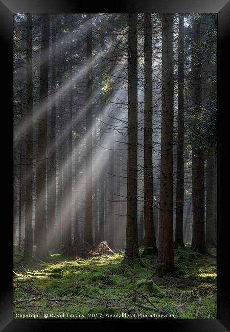 Woodland Light Beams Framed Print by David Tinsley