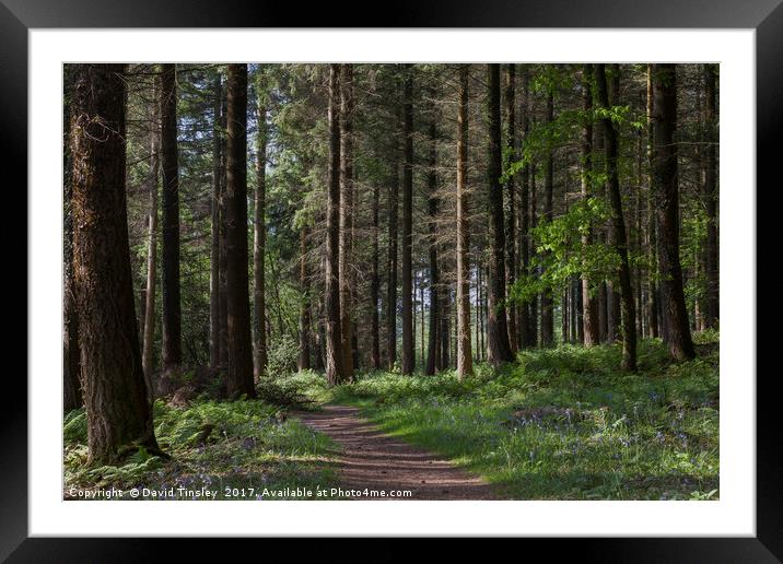 Spruce Woodland Path Framed Mounted Print by David Tinsley