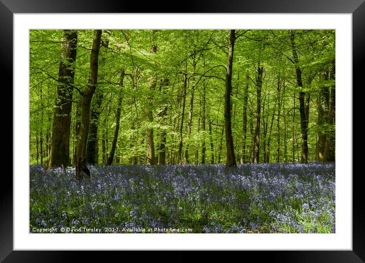 Bluebell Glade 1 Framed Mounted Print by David Tinsley