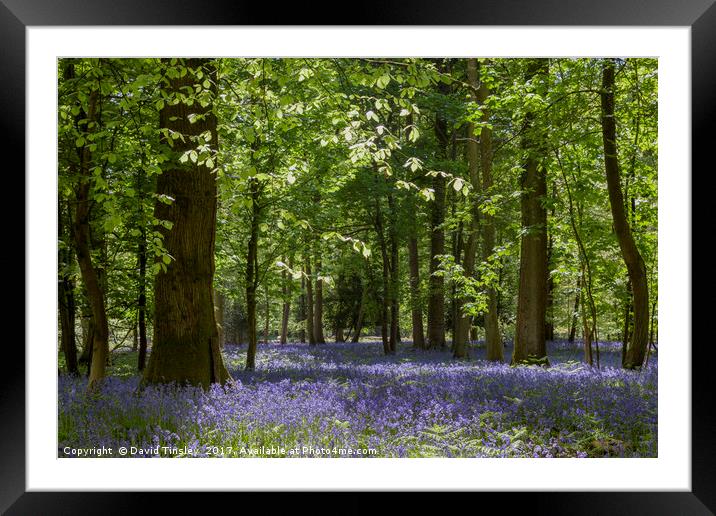 Bluebell Glade 3 Framed Mounted Print by David Tinsley