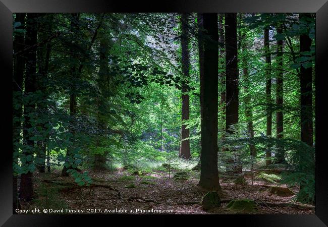 Summer Glade Framed Print by David Tinsley