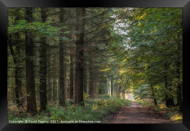 Along the Forest Track Framed Print by David Tinsley