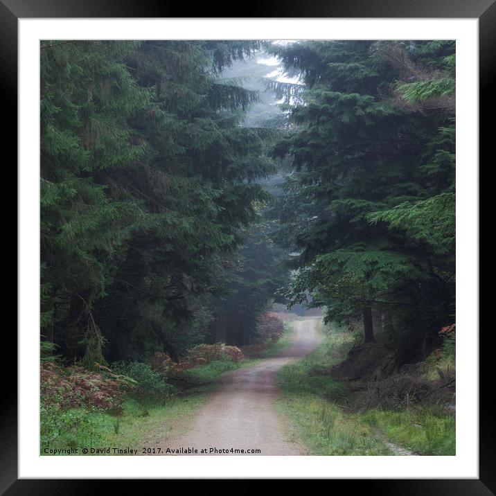 Path between the Spruce Framed Mounted Print by David Tinsley