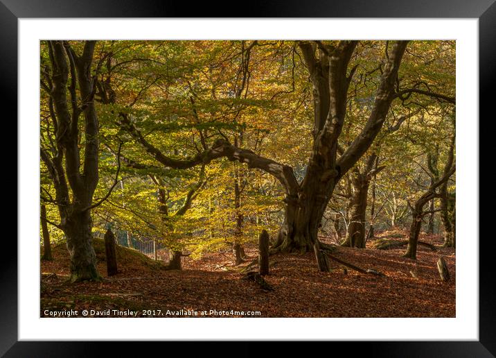 Growing on the Edge Framed Mounted Print by David Tinsley