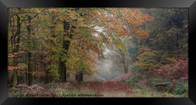 Autumn Walk Framed Print by David Tinsley
