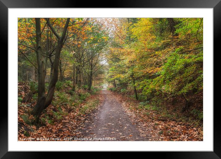 Autumn Cycle Path Framed Mounted Print by David Tinsley