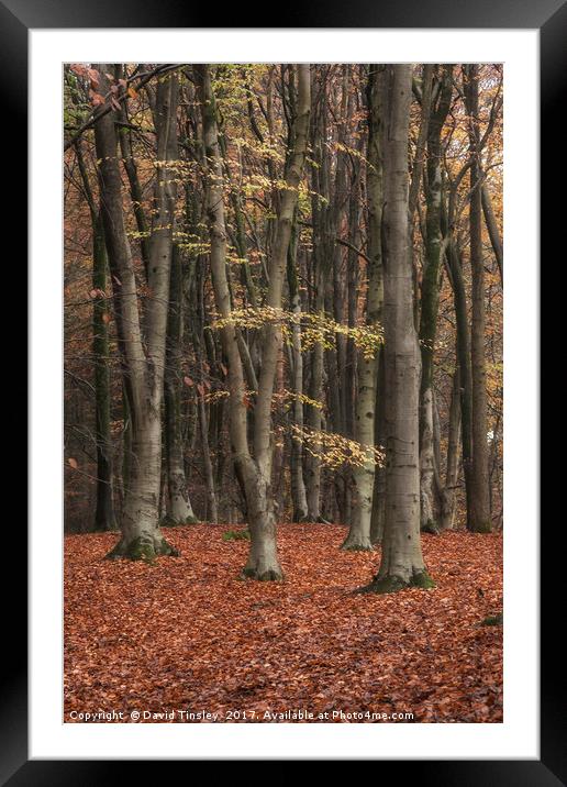 Autumn Forest Framed Mounted Print by David Tinsley