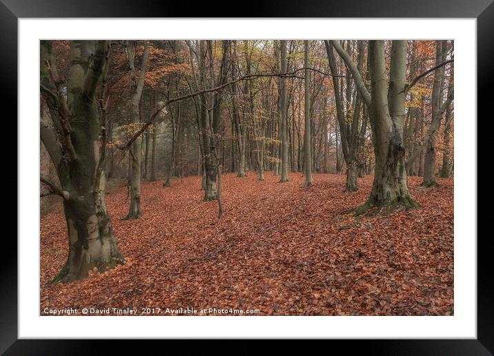 Autumn Splendour Framed Mounted Print by David Tinsley